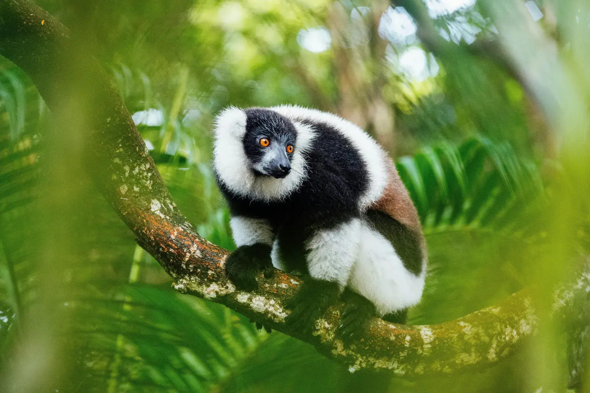 Madagascar